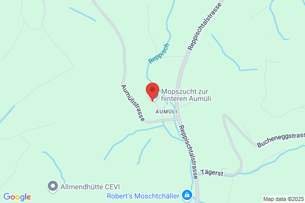 Pudelzucht und Pflege